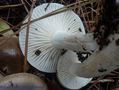 Hygrophorus agathosmus